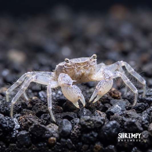 Thai Micro Crabs