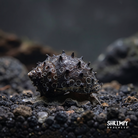 King Koopa Nerite Snail