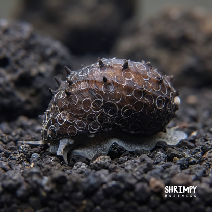 King Koopa Nerite Snail