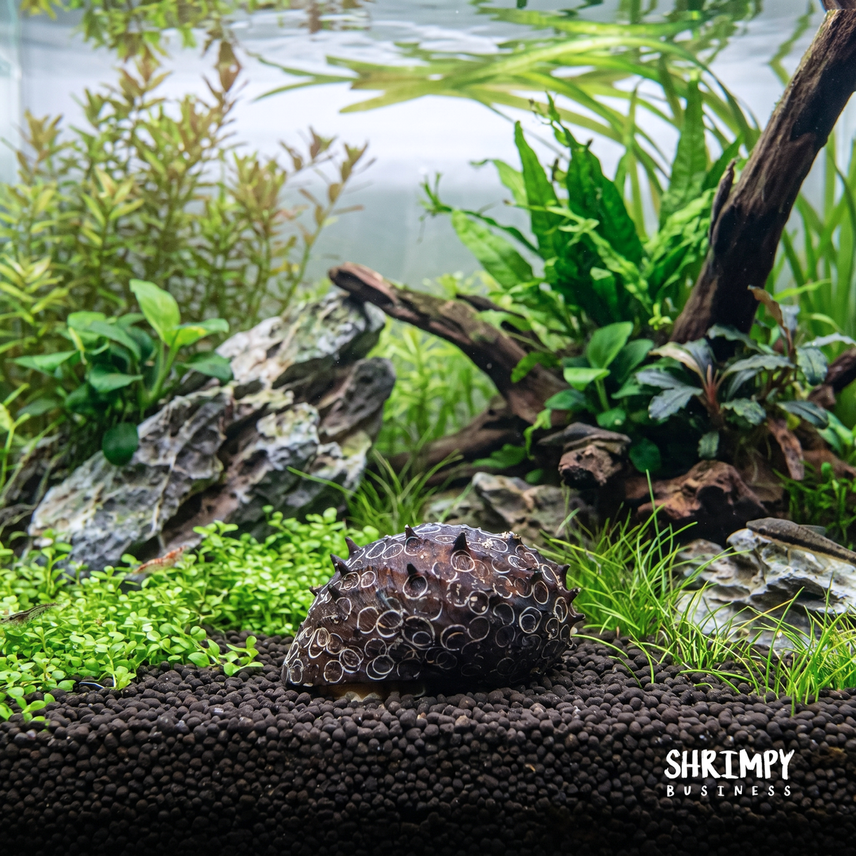 King Koopa Nerite Snail