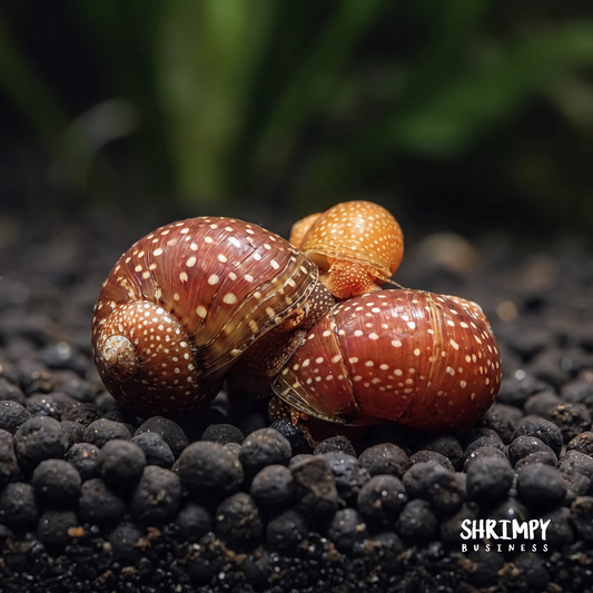 Red Pumpkin Nerite Snail