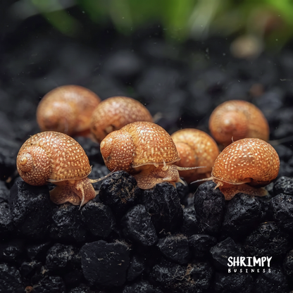 Red Pumpkin Nerite Snail