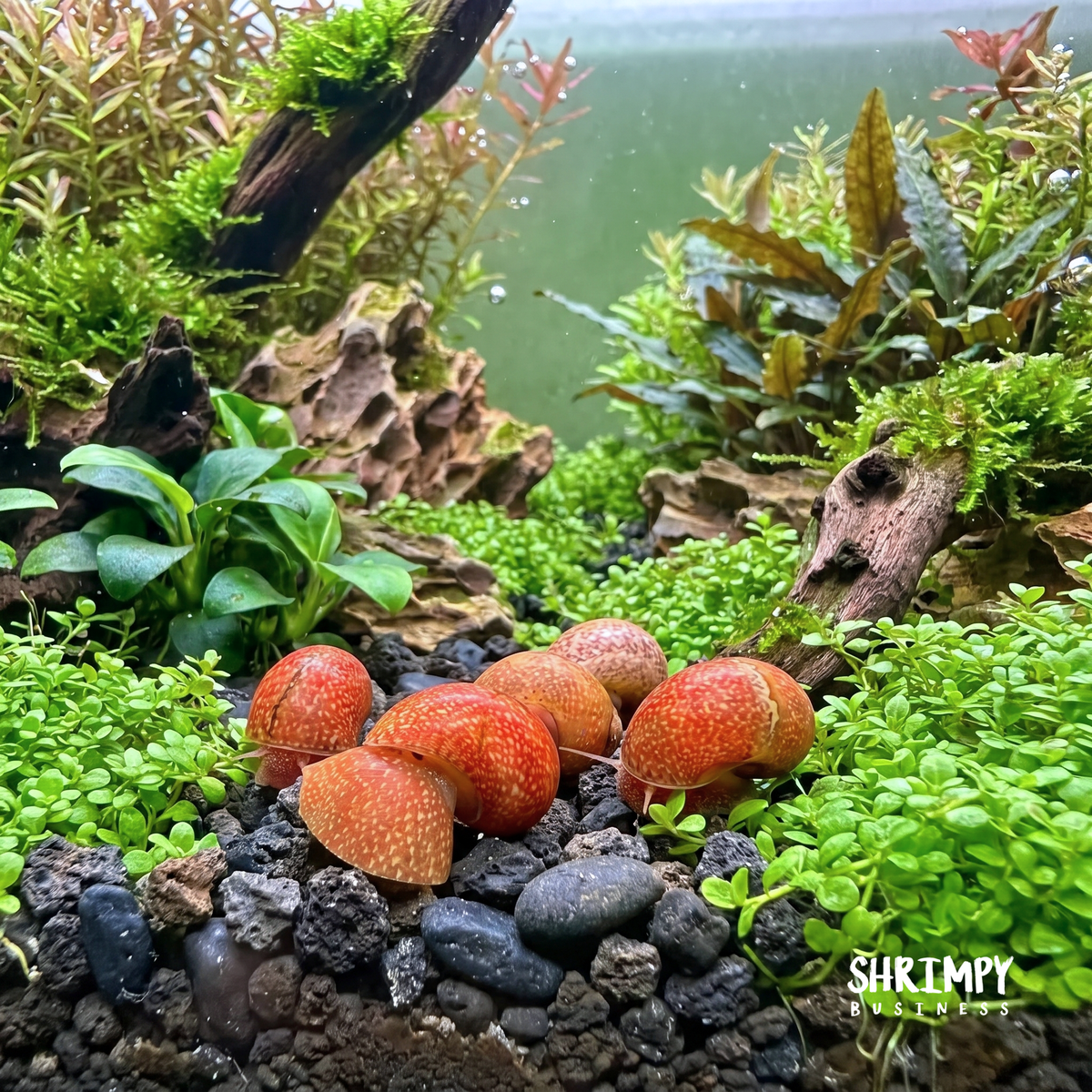 Red Pumpkin Nerite Snail