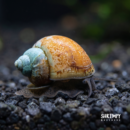 Japanese Trapdoor Snail