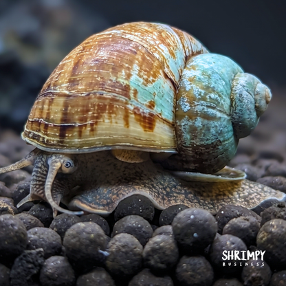Japanese Trapdoor Snail