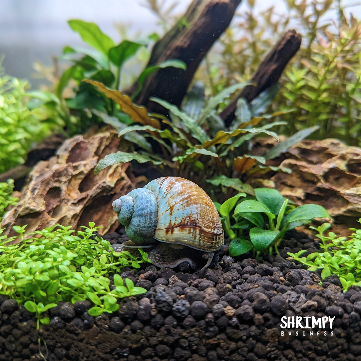 Japanese Trapdoor Snail
