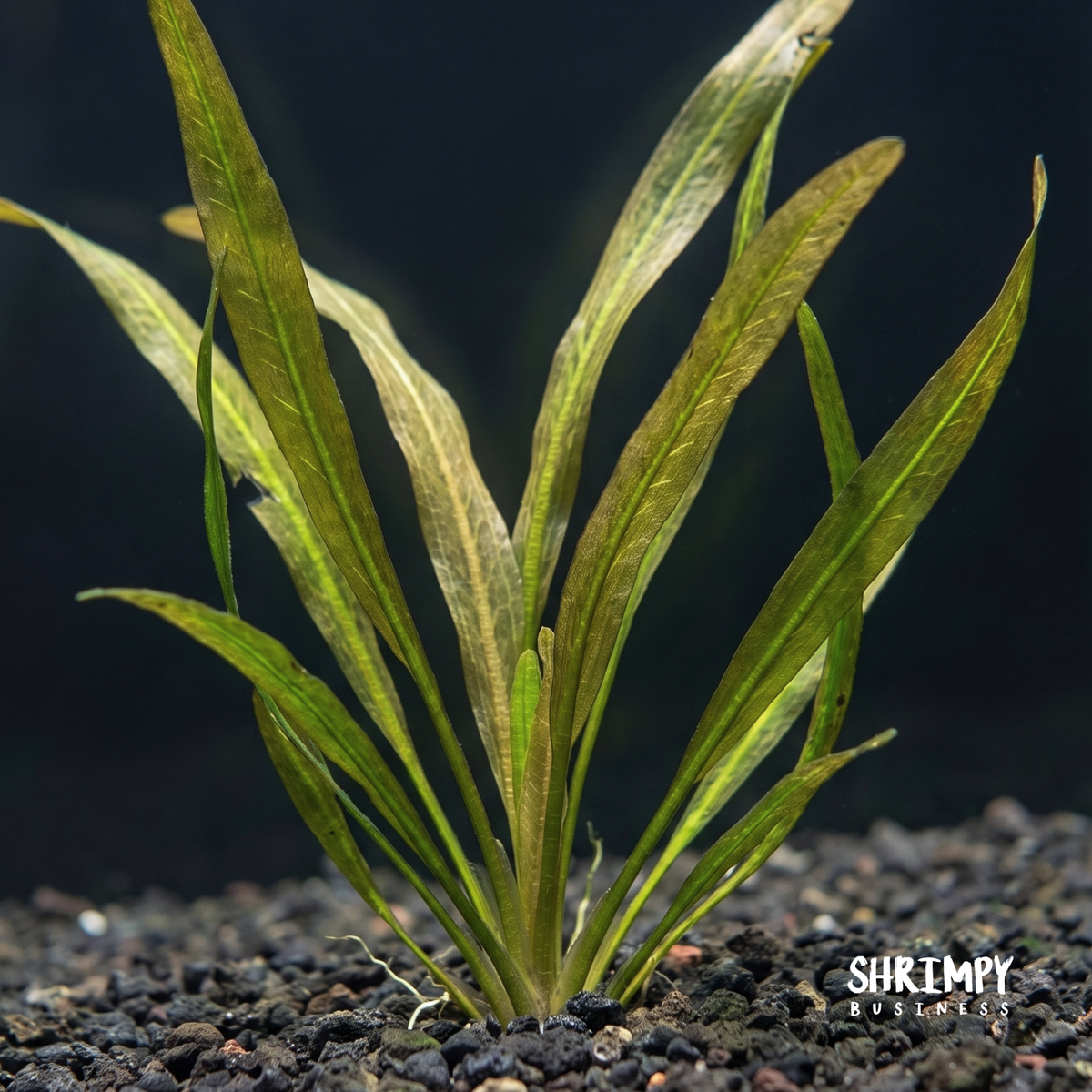 Vallisneria