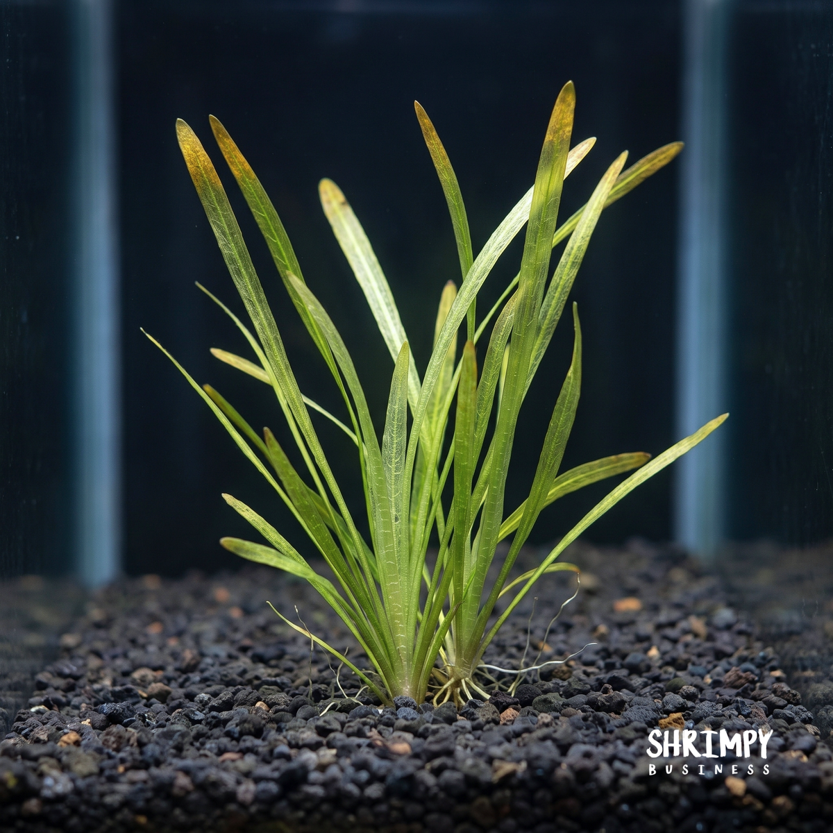 Vallisneria