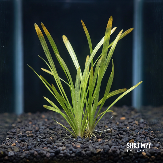 Vallisneria