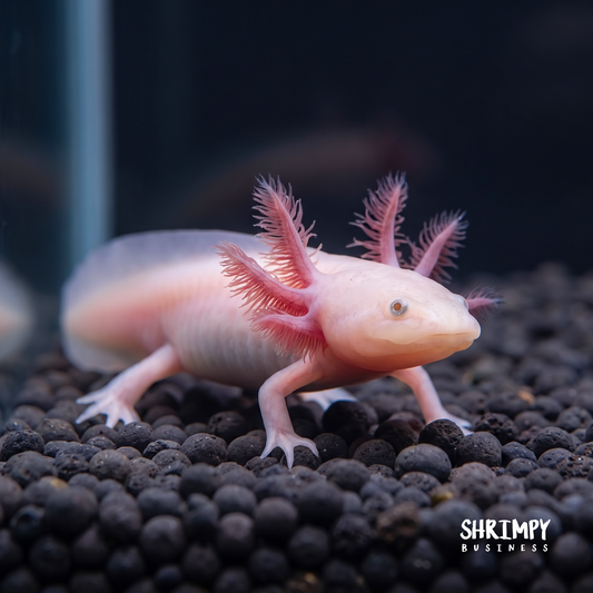 Leucistic Axolotl (Classic Pink)