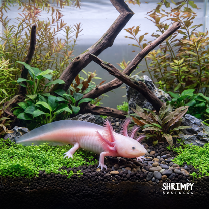 Leucistic Axolotl (Classic Pink)