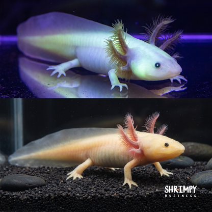 GFP Leucistic Axolotl (Pink Glowing)