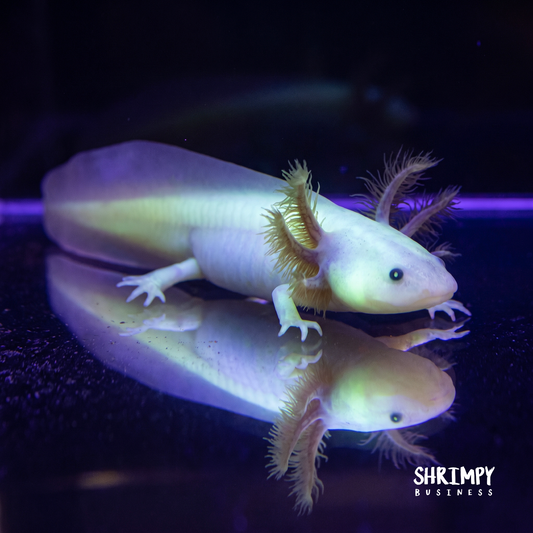 GFP Leucistic Axolotl (Pink Glowing)