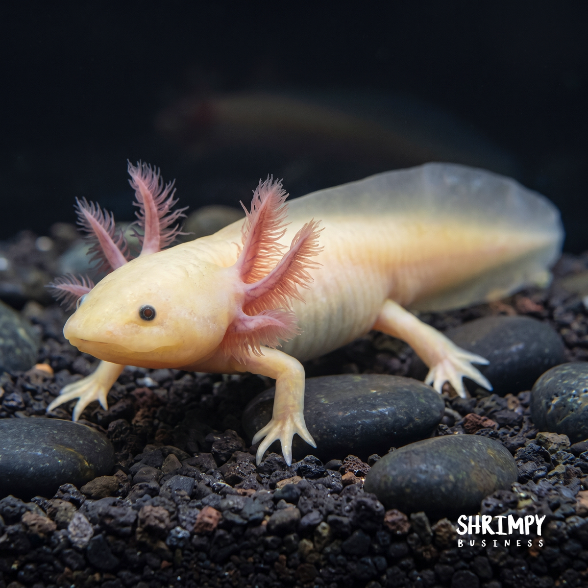 GFP Leucistic Axolotl (Pink Glowing)