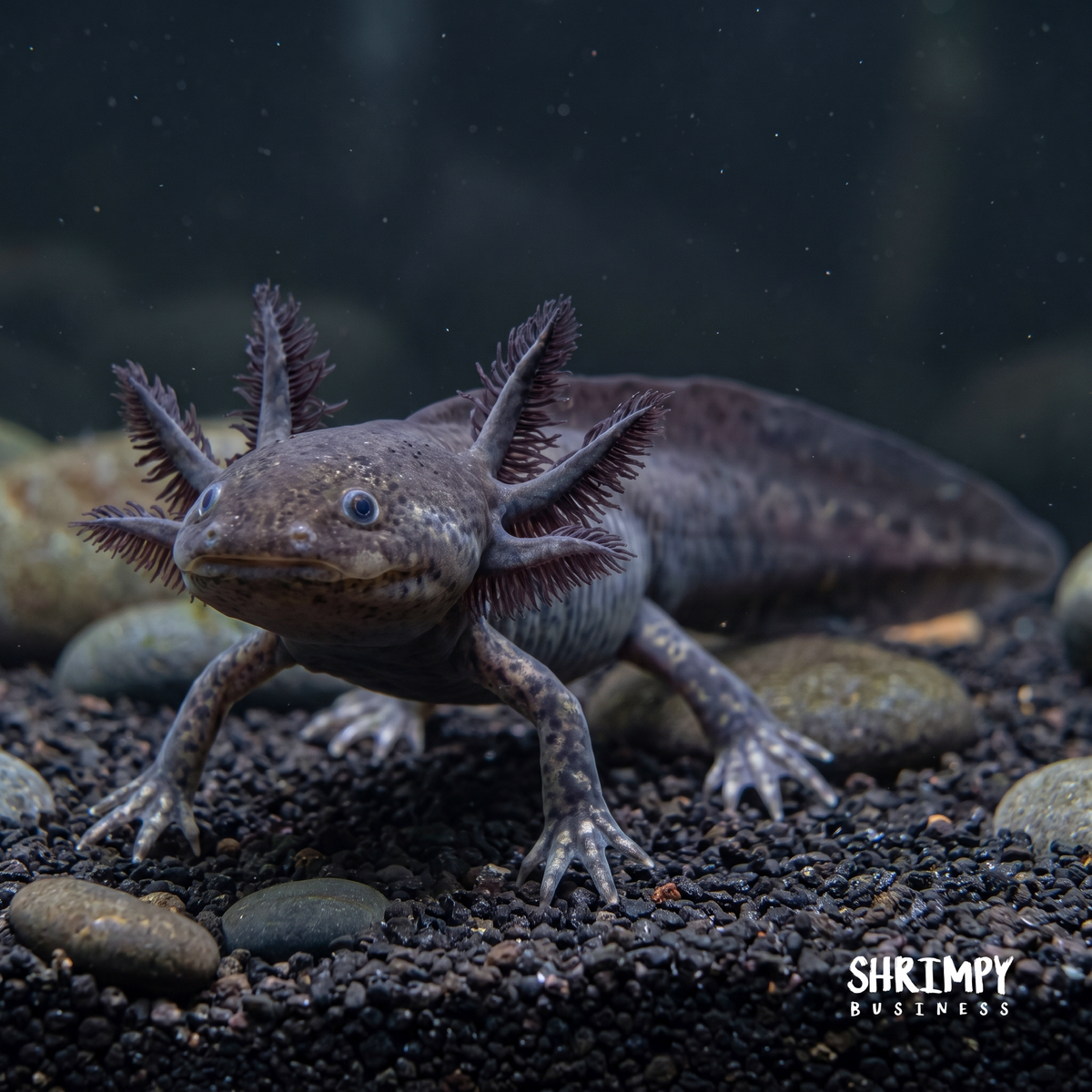 Black Melanoid Axolotl