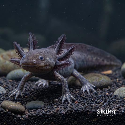Black Melanoid Axolotl