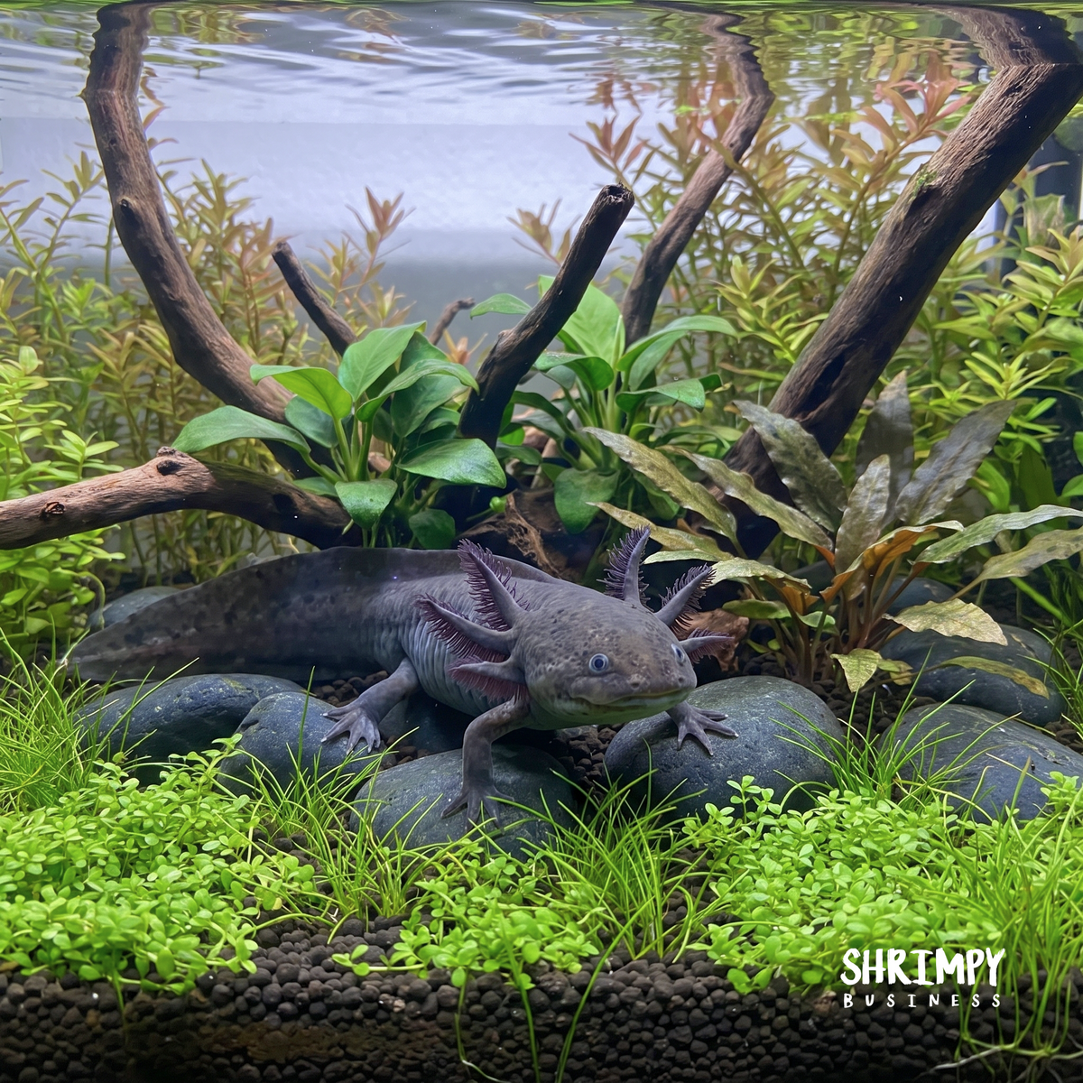 Black Melanoid Axolotl