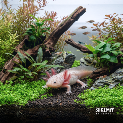Lavender Axolotl (Hypo Melanistic Copper)