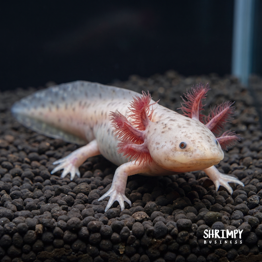 Lavender Axolotl (Hypo Melanistic Copper)