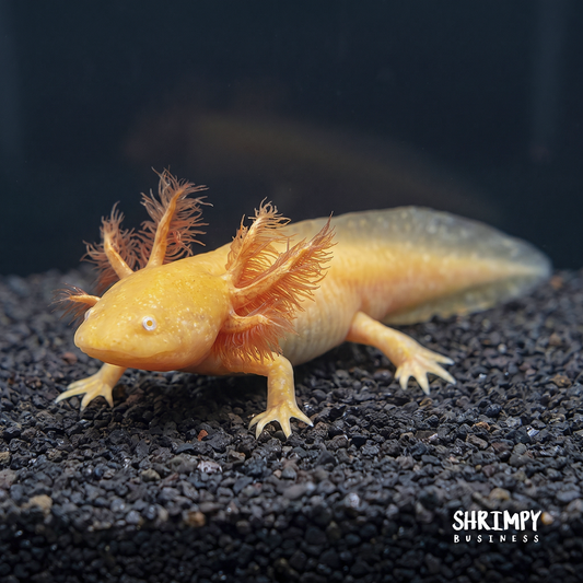 Golden Albino Axolotl