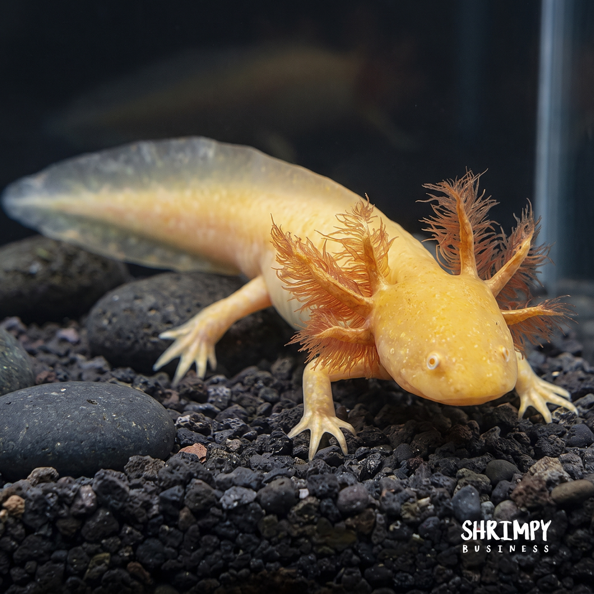 Golden Albino Axolotl
