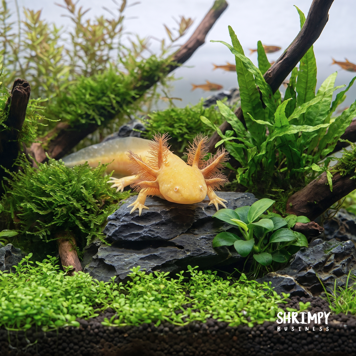Golden Albino Axolotl