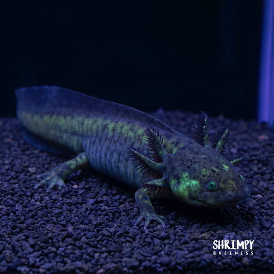 GFP Black Melanoid Axolotl