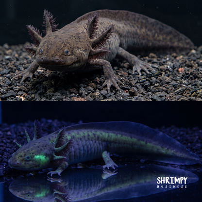 GFP Black Melanoid Axolotl