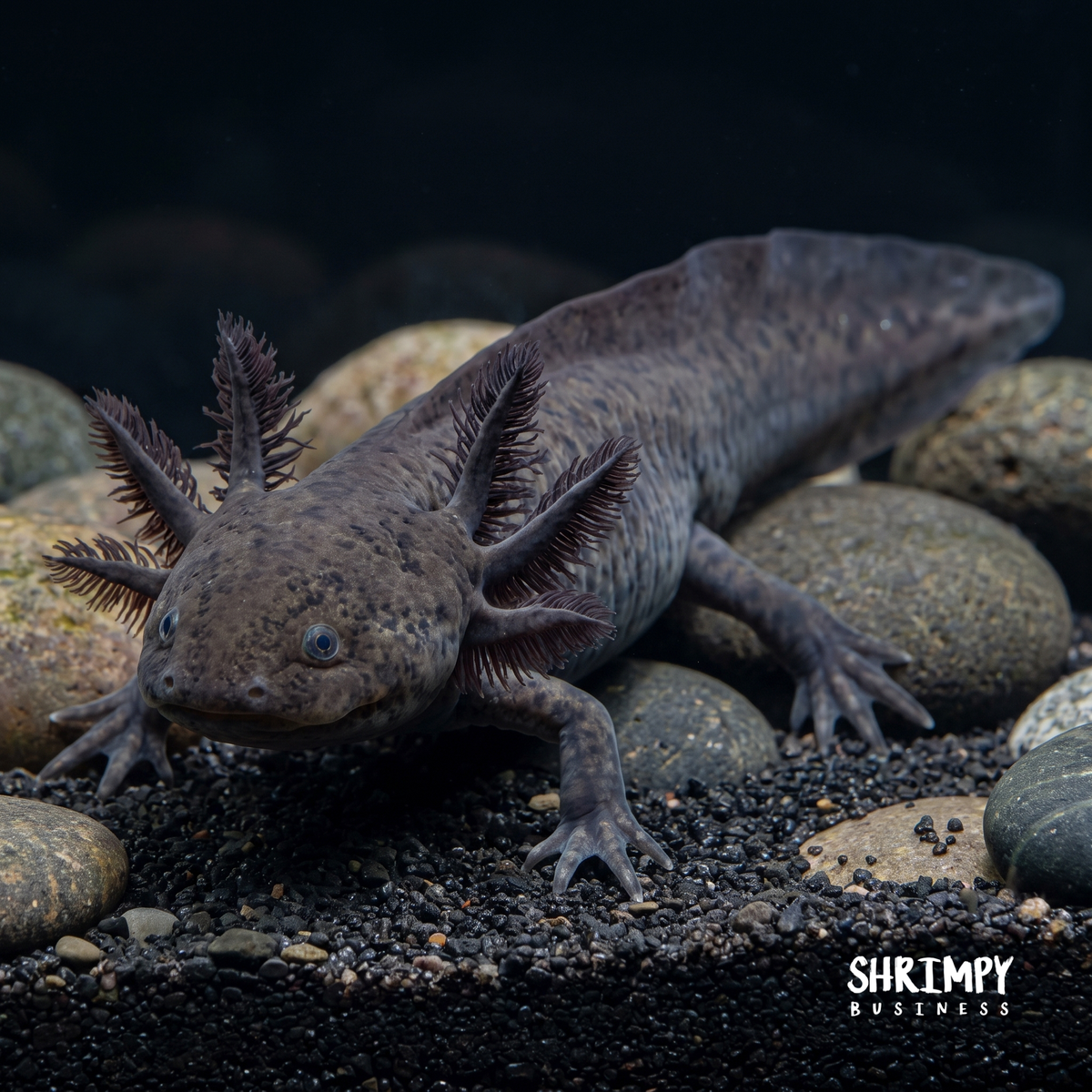 GFP Black Melanoid Axolotl