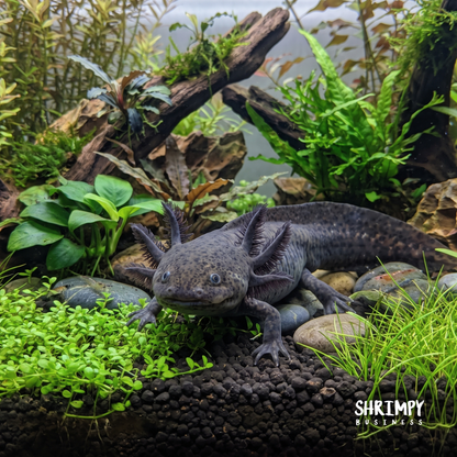 GFP Black Melanoid Axolotl