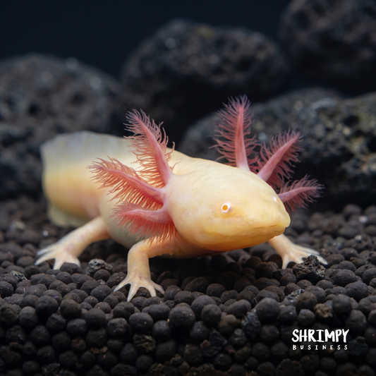 GFP Albino Axolotl