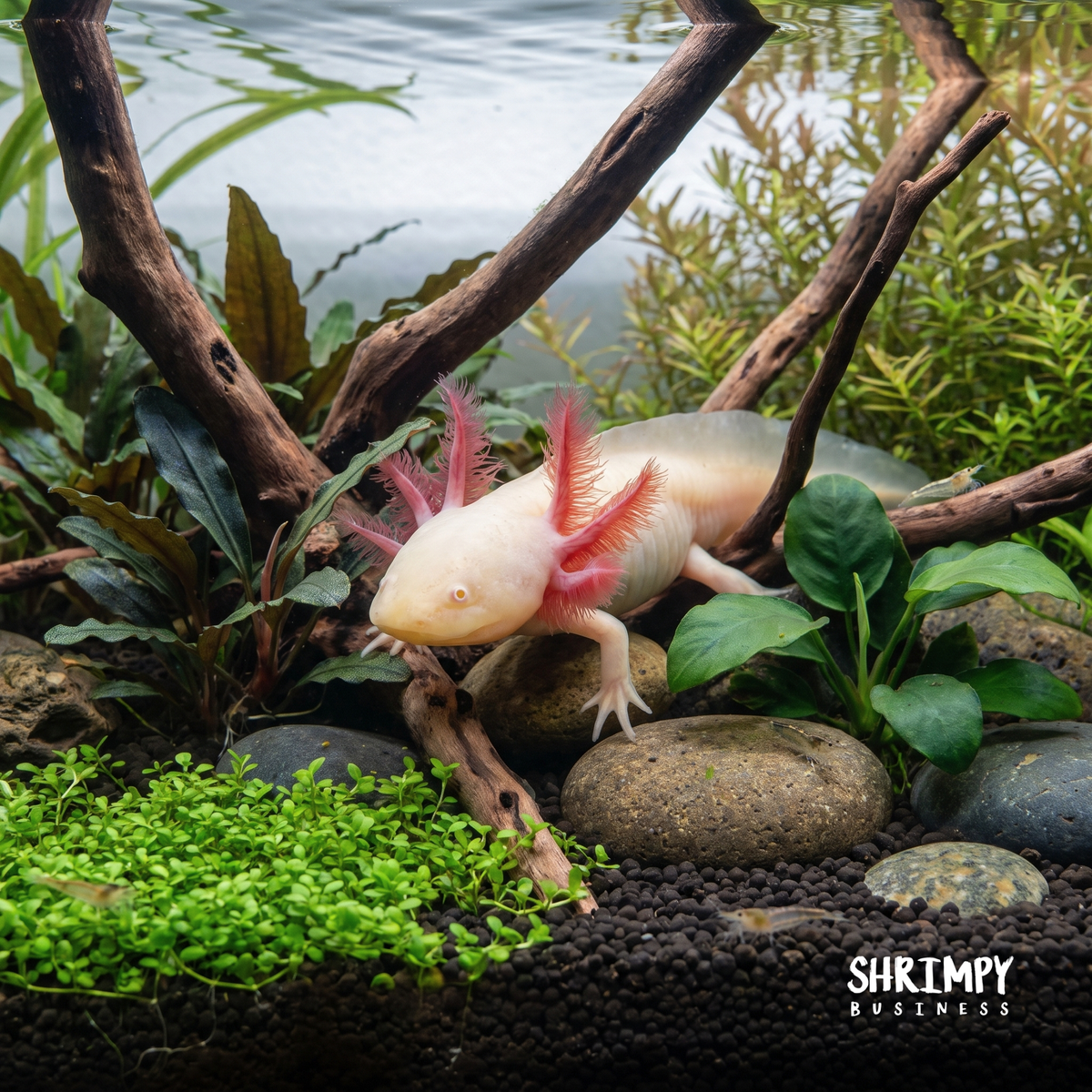 GFP Albino Axolotl
