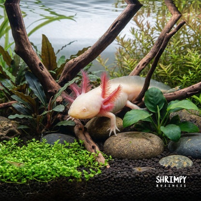 GFP Albino Axolotl