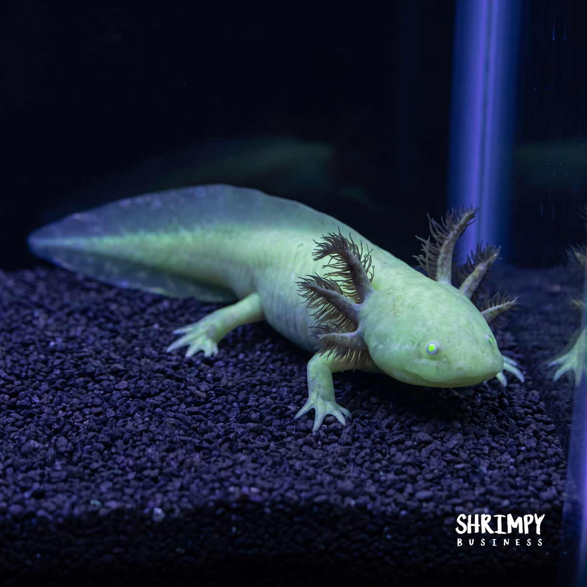 GFP Albino Axolotl