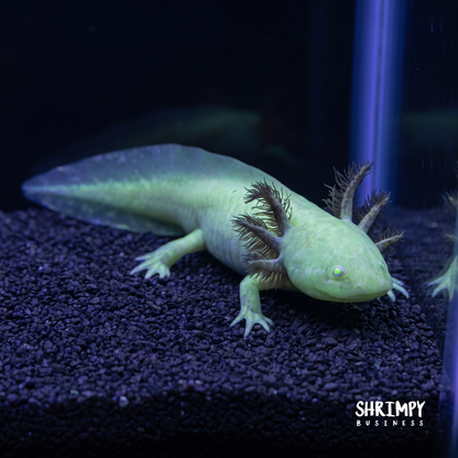 GFP Albino Axolotl