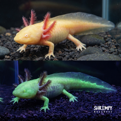 GFP Albino Axolotl