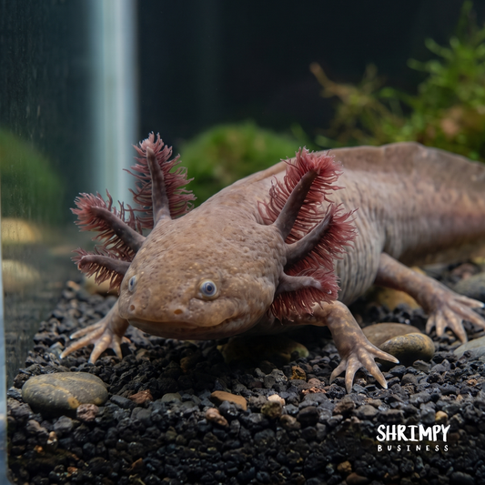 Melanoid Axanthic Copper Axolotl (MAC)
