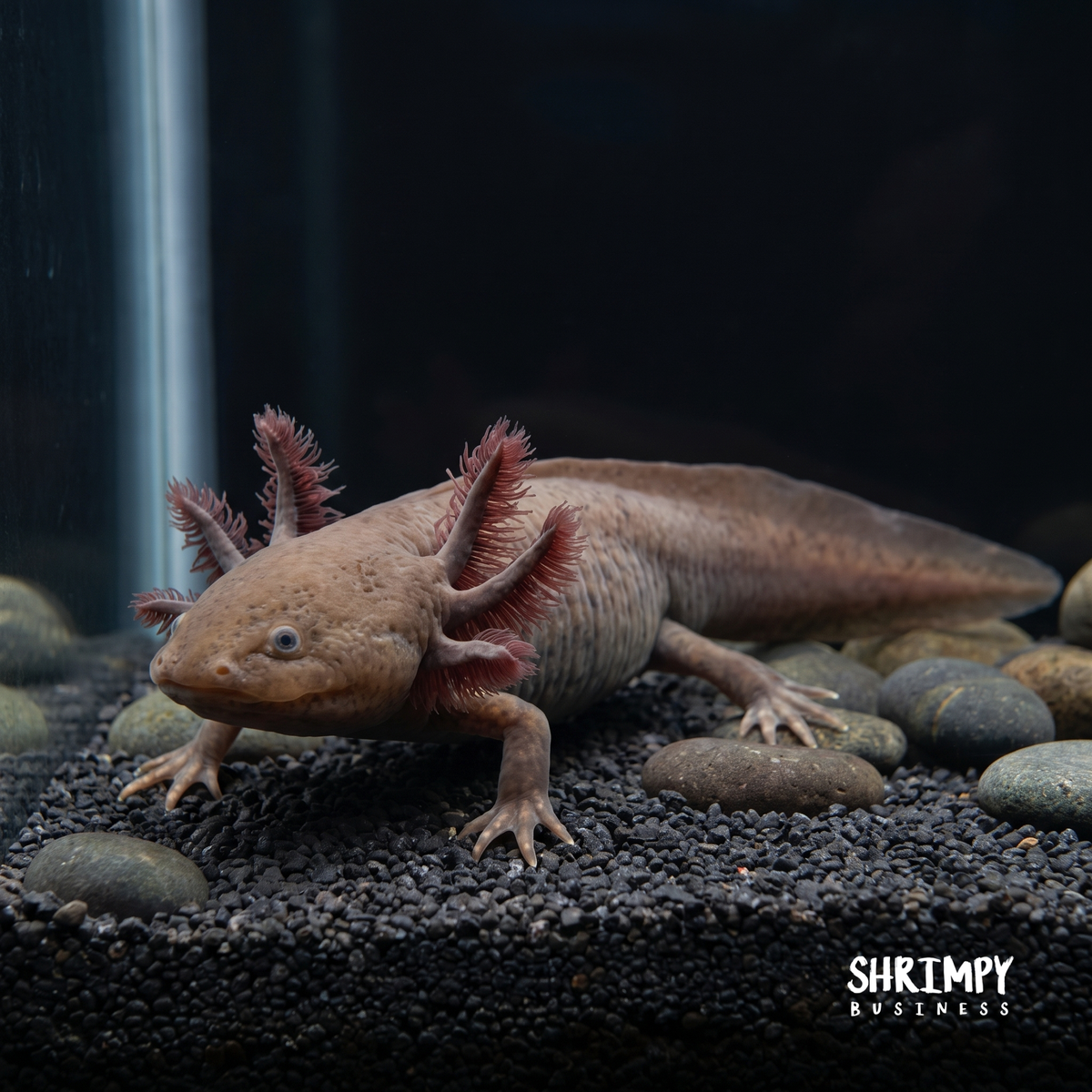 Melanoid Axanthic Copper Axolotl (MAC)