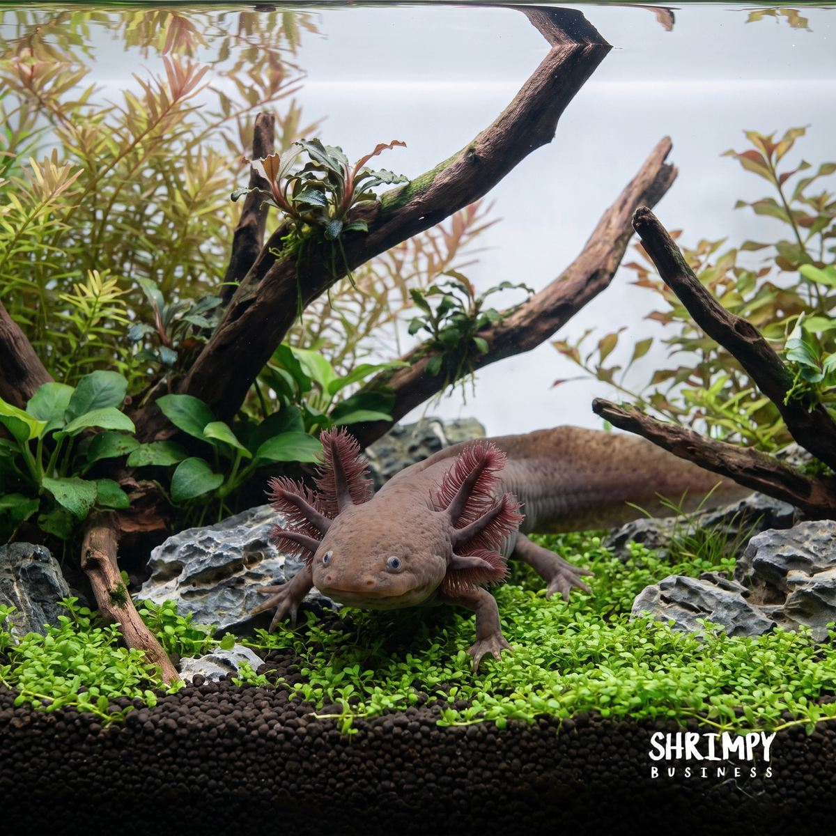 Melanoid Axanthic Copper Axolotl (MAC)