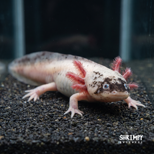Dirty Leucistic Axolotl "Dirty Lucy"