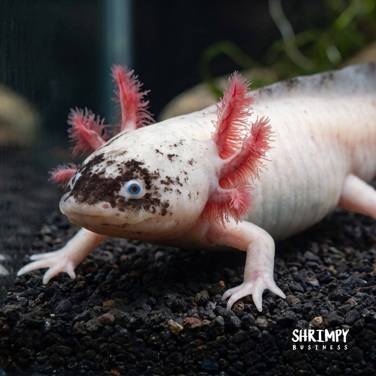 Dirty Leucistic Axolotl "Dirty Lucy"