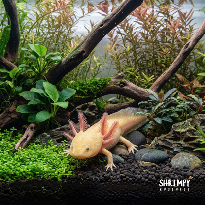 GFP Copper Axolotl