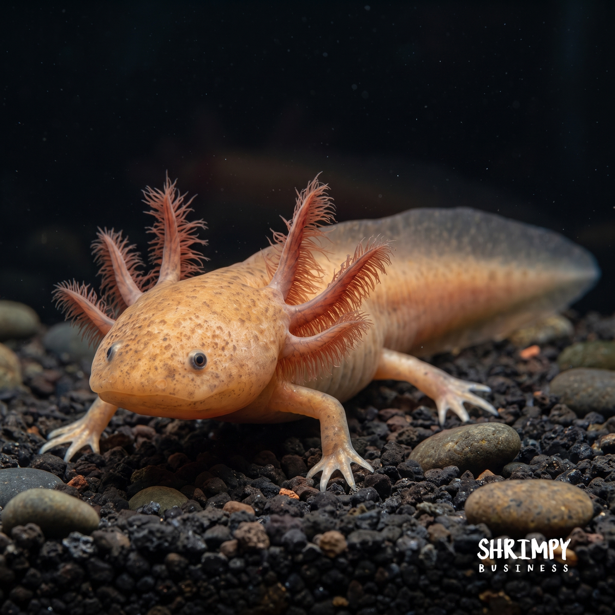 GFP Copper Axolotl