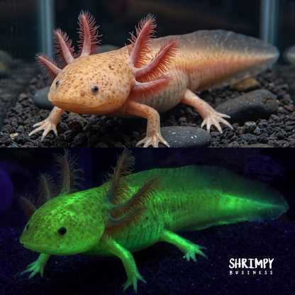 GFP Copper Axolotl