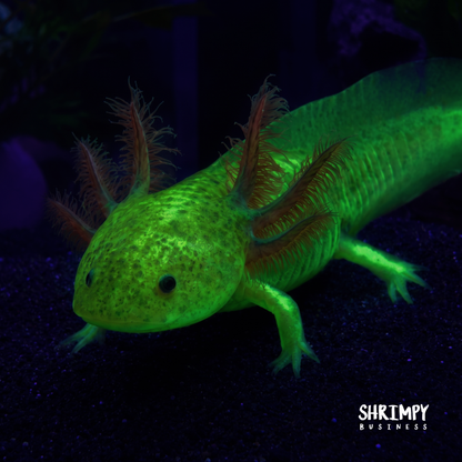 GFP Copper Axolotl