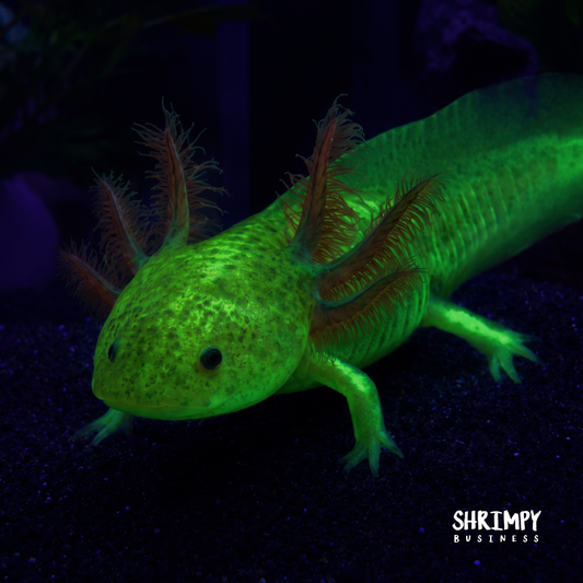 GFP Copper Axolotl