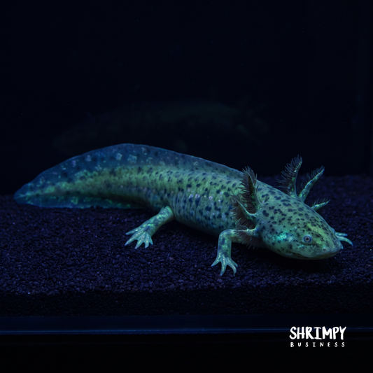GFP Wild Type Axolotl (Natural Colored)