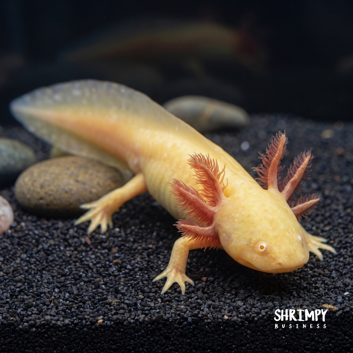 GFP Golden Albino Axolotl
