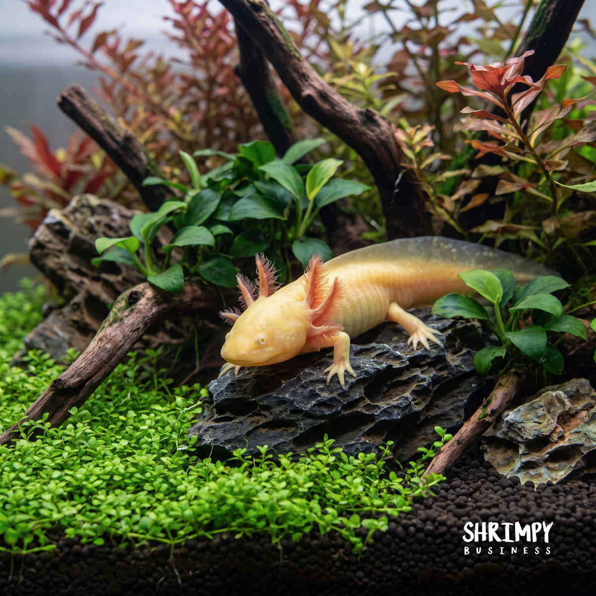 GFP Golden Albino Axolotl