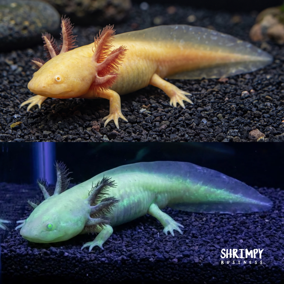 GFP Golden Albino Axolotl